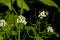 Small white garlic mustard flowers close-up - Alliaria petiolata