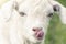 A small white goat licks while looking into the lens. Close up