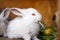 Small white and gray rabbits feed grass in a hutch