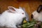 Small white and gray rabbits feed grass in a hutch