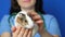 A small white guinea pig in the hands of a veterinarian on a blue background.