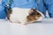 Small white guinea pig at the vet's appointment at the veterinary clinic