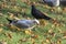 A small white gull gray