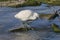 Small white Heron catches small