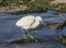 Small white Heron catches small fish in the water
