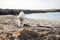 Small white husky puppy playing on the beach. Light grey dog is digging a hole in the sand at seaside