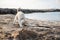 Small white husky puppy playing on the beach. Light grey dog is digging a hole in the sand at seaside
