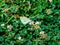 Small white Japanese butterfly 7