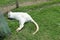 Small white kangaroo sleeping on grass