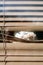 Small white kitten in the blinds on the window