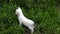 Small white kitten playing in green grass