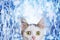 A small white kitten on a winter background with a funny look at