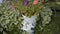 Small white lions garden decoration in flowers