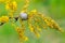 Small white-lipped snail on a meadow plant