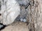 Small white lizard eggs in a cave