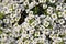 Small white lobularia flowers