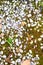 Small white marble stones, growing green moss, some fallen leaves on ground