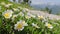 Small white meadow flowers close-up in Prokletije Mountains, Albania