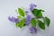 Small white mix violet flower or Duranta repens Flower isolat