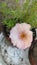 Small white moss rose bloom in flower pot.