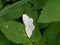 Small white moth in the forest