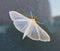Small White Moth on Glass Window