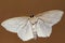 Small White Moth Underside