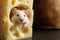 Small white mouse emerging from a hole in a piece of cheese, illustrating curiosity and cuteness. Copy space. Generative AI