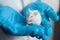 A small white mouse with red eyes in the hand of a scientist in a blue rubber glove.