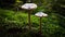 Small white mushroom growing in moody autumn forests