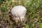 Small white mushroom Lycoperdon puffball close-up grows in the grass in the forest. Horizontal orientation. High quality
