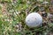 Small white mushroom Lycoperdon puffball close-up grows in the grass in the forest. View from above. Horizontal