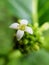 Small white Noni flowers