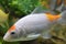Small white and orange colors calf fish.
