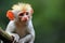 A small white and orange monkey perched comfortably on a sturdy tree branch, The Red-shanked douc, a species of Old World monkey,