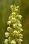 Small White Orchid