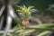 A small white ornamental pineapple with green leaves growing out in a flowerbed in a botanical garden with plants and spices in