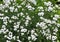 Small white perennial bush flowers