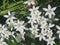 Small white petals of the flowering ornithogalum