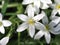 Small white petals of the flowering ornithogalum flowers