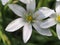 Small white petals of the flowering ornithogalum flowers