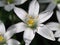 Small white petals of the flowering ornithogalum flowers