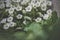 Small white petunia flowers in a garden