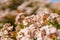 Small white and pink, star-like shaped flowers of Jade plant and bee. Beautiful floral background