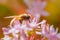 Small white and pink star-like shaped flowers of Jade plant and bee. Beautiful floral background, sunny day