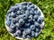 Small white plate with pile of big, ripe cultivated blueberries or highbush blueberries harvested in the garden in green grass in