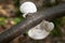 Small white polypore fungus on tree branch