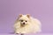 small white pomeranian dog on purple backdrop, looking up at camera