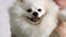 A small white Pomeranian spitz is being held in his arms. The dog looks into the camera.