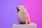 Small white pomeranian Spitz, doggy sitting on box isolated over gradient pink-purple background in neon light. Concept